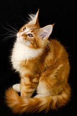 Obraz premium Maine Coon cat of red color, with fluffy red hair, on a black background.