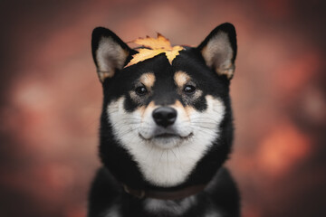 Obraz premium A cute young black Shiba Inu dog in a leather collar among the fallen red leaves against the backdrop of a bright autumn landscape. Leaf on his head. Close-up portrait