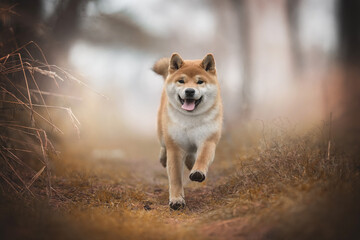 A cute red shiba inu dog running on dry yellow grass against the backdrop of a bright autumn landscape. The mouth is open. Paws in the air. Crazy dog