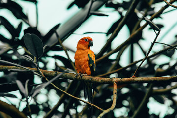 Exotic orange bird parakeet parrot in zoo jungle greenhouse