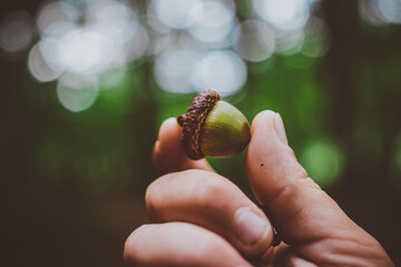 close up hand / fingers holding green acorn / oaknut in forest with moody bokeh nature background