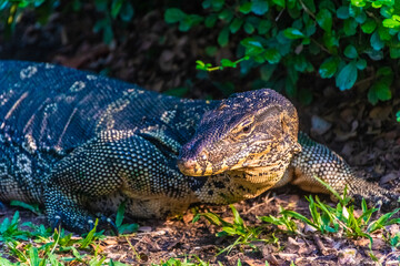 Wild monitor lizard in Lumphini Park, Bangkok, Thailand