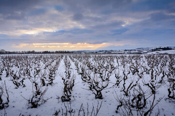 Snowed landscape of vineyards in Beaujolais land, France