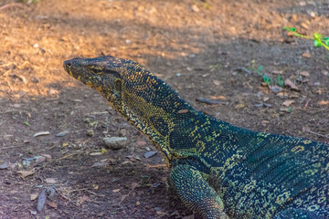 Wild monitor lizard in Lumphini Park, Bangkok, Thailand