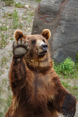 A large brown bear.