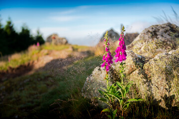 Digitalis Purpurea, Digitale ou Gantillier, arête granitique de Chiroubles, Beaujolais