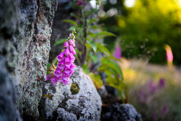 Digitalis Purpurea, Digitale ou Gantillier, arête granitique de Chiroubles, Beaujolais