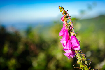 Digitalis Purpurea, Digitale ou Gantillier, sentier des 10 Crus de Chiroubles, Beaujolais