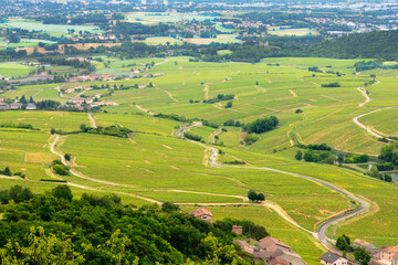 Vineyards of Beaujolais, France