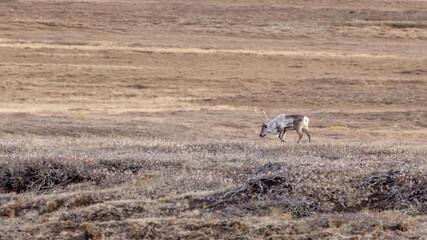 Single reindeer, rangifer tarandus, on the Tundra of Iceland.