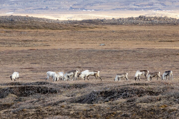 A small herd of reindeer, rangifer tarandus, on the Tundra of Iceland.