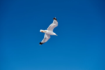 Seagull in flight the blue sky
