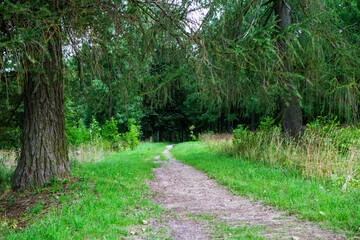 An English park in the Gostilitsy estate with linden and oak alleys. The village of Gostilitsy. Lomonosov district. Leningrad region. Russia