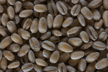 Close-up of pearl barley, healthy food concept and traditional european and asian food