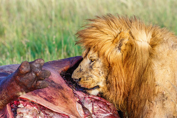 Lion at a hippo carcass on the savannah