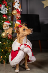 Ensaio de Natal Pet em cenário natalino