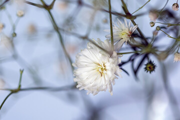 Closeup of small white gypsophila flower. Nature. Garden.