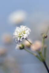 Closeup of small white gypsophila flower. Nature. Garden.