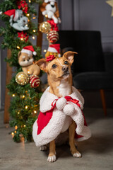 Ensaio de Natal Pet em cenário natalino