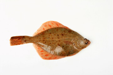 Flounder fish isolated on a white background. Fresh baltic flounder 