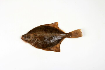 Flounder fish isolated on a white background. Fresh baltic flounder 
