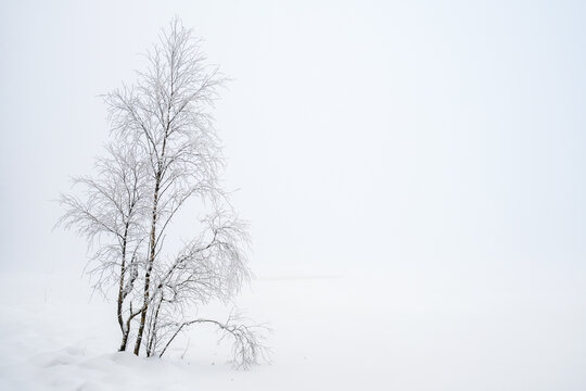 Birch with hoarfrost in a foggy landscape
