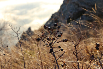 A close-up of dried stems and berries on a rock against the orange sky at sunrise in the mountains