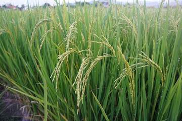 green ears of rice. Rice seed ripe and green leaves. Rich food concept.