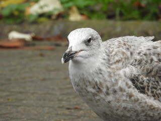 close up of a seagull