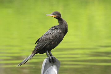 Neotropic cormorant bird portrait spreading its winds with soft beautiful water background. global big day Caracas, Venezuela