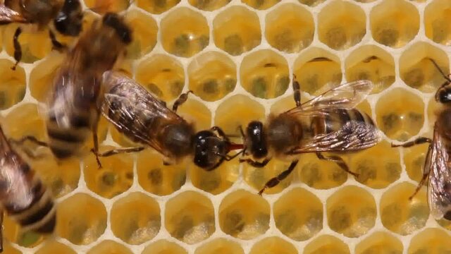 Bees make wax plates to build honeycombs.
One bee transmits another wax plate, of which honeycombs are made.

