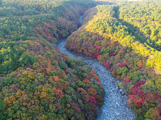 Maple tree colony landscape in autumn captured by drone