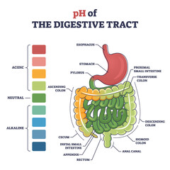 PH of digestive tract with acidic, neutral or alkaline colors outline diagram. Labeled educational gastronomical organs acid concentration comparison with anatomical structure vector illustration. - obrazy, fototapety, plakaty