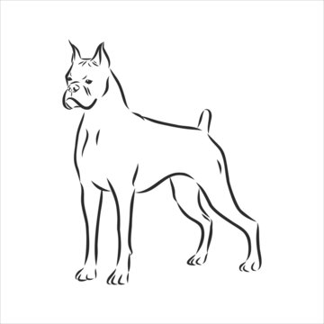 Silhouette, contour of the dog muzzle Boxer breed of black color on a white background surrounded by lines of various widths. Logo dog boxer head. Vector illustration