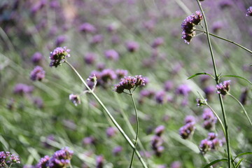 Verbena bonariensis blooming in the garden in summer.