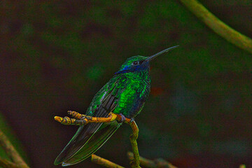 Wunderschöner Kolibri in verschiedene Farben 