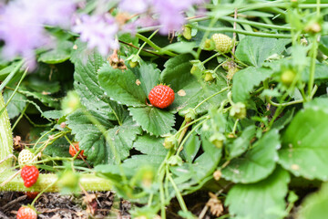 Organic bio strawberry growing in the garden.