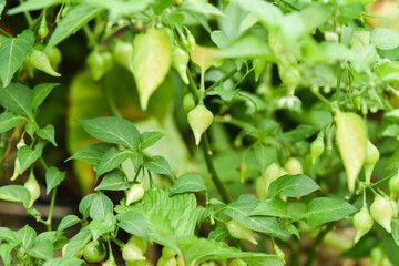 Fototapeta na wymiar Green little pepper growing in the garden.