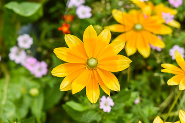 Yellow rudbeckia blooming in the garden.
