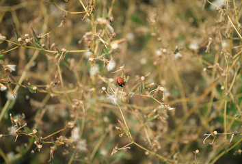 ladybug sits on fragile dry autumn branches of plants with fluffy flowers close-up