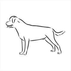 Rottweiler illustration, drawing, engraving, ink, line art, vector