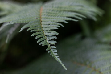 Common sword fern, Boston fern Nephrolepis exaltata LOMARIOPSIDACEAE indusium. Green Leaves Trees Hanging in forest. High quality photo