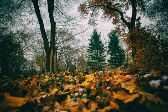 Autumn in New york, Central Park
