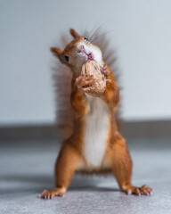 Eichhörnchen