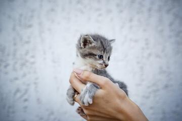 Adorable little kitten in hands on white background.