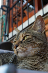Cat in Argentina, observing with a penetrating gaze