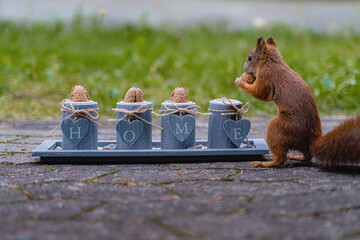 Eichhörnchen
