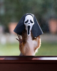 Halloween Eichhörnchen