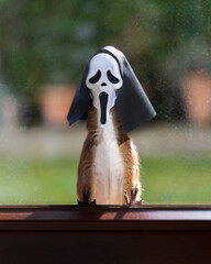 Halloween Eichhörnchen