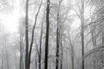 Frost covered forest on  fogy morning